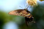 Spicebush Swallowtail Butterfly