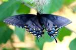 Eastern Tiger Swallowtail Dark Female Butterfly