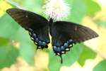 Eastern Tiger Swallowtail Dark Female Butterfly