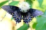 Eastern Tiger Swallowtail Dark Female Butterfly