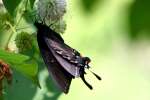 Eastern Tiger Swallowtail Dark Female Butterfly