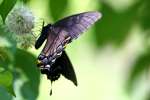 Eastern Tiger Swallowtail Dark Female Butterfly