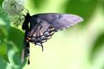 Eastern Tiger Swallowtail Dark Female Butterfly