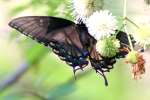 Eastern Tiger Swallowtail Dark Female Butterfly