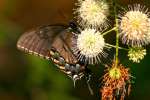 Eastern Tiger Swallowtail Dark Female Butterfly