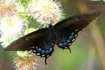 Eastern Tiger Swallowtail Dark Female Butterfly