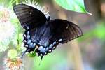 Eastern Tiger Swallowtail Dark Female Butterfly