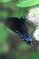 Eastern Tiger Swallowtail Dark Female Butterfly