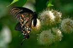 Eastern Tiger Swallowtail Dark Female Butterfly