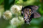 Eastern Tiger Swallowtail Dark Female Butterfly