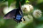 Eastern Tiger Swallowtail Dark Female Butterfly