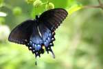 Eastern Tiger Swallowtail Dark Female Butterfly