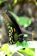 Pipevine Swallowtail Butterfly