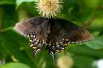 Eastern Tiger Swallowtail Dark Female Butterfly