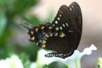 Spicebush Swallowtail Butterfly