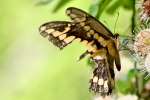 GiantSwallowtail Butterfly