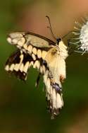 GiantSwallowtail Butterfly