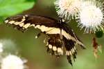 GiantSwallowtail Butterfly