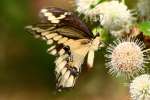 GiantSwallowtail Butterfly