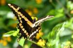 GiantSwallowtail Butterfly