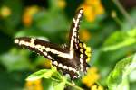 GiantSwallowtail Butterfly