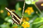 GiantSwallowtail Butterfly