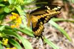 GiantSwallowtail Butterfly