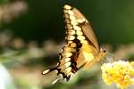 GiantSwallowtail Butterfly