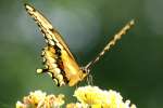 GiantSwallowtail Butterfly