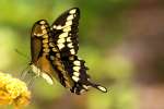 GiantSwallowtail Butterfly