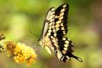 GiantSwallowtail Butterfly