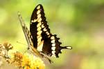 GiantSwallowtail Butterfly
