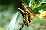 GiantSwallowtail Butterfly