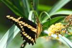 GiantSwallowtail Butterfly