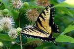 Eastern Tiger Swallowtail Butterfly