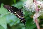 Spicebush Swallowtail Butterfly