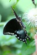 Spicebush Swallowtail Butterfly