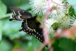 Spicebush Swallowtail Butterfly