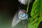 Pipevine Swallowtail Butterfly