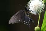 Pipevine Swallowtail Butterfly