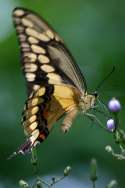 GiantSwallowtail Butterfly