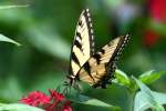 Eastern Tiger Swallowtail Butterfly