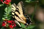 Eastern Tiger Swallowtail Butterfly