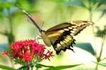 GiantSwallowtail Butterfly