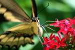 GiantSwallowtail Butterfly