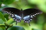 Spicebush Swallowtail Butterfly