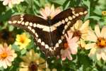 GiantSwallowtail Butterfly