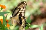 GiantSwallowtail Butterfly