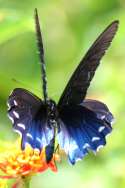 Pipevine Swallowtail Butterfly