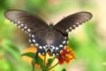 Pipevine Swallowtail Butterfly